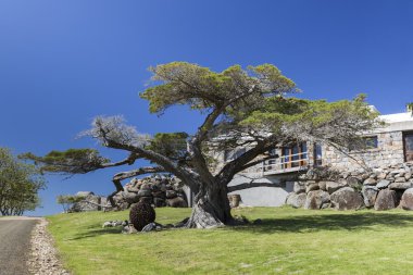 Büyük ağaçlar ve ülke evi bingie (morua) yakın. NSW. australi