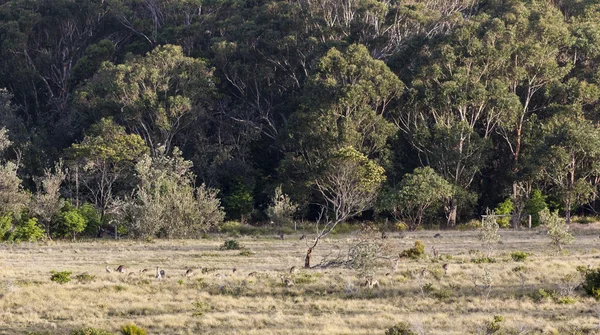 Кенгуру на заході сонця. eurobodalla Національний парк. NSW. Австралія — стокове фото