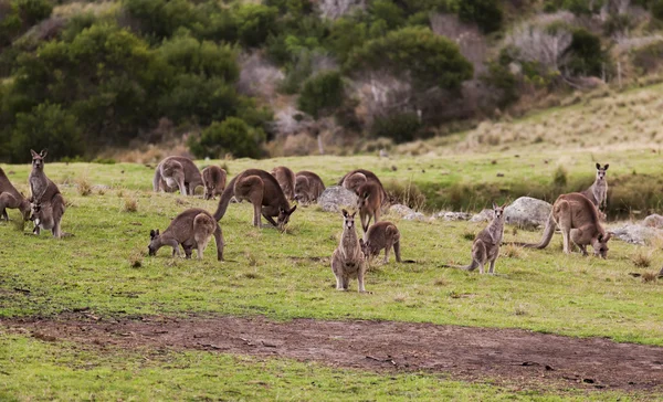 Canguros al atardecer. Parque Nacional Eurobodalla. NSW. Países Bajos — Foto de Stock