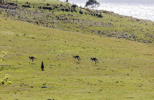 Hopping kangaroos. Bingie (near Morua) . NSW. Australia — Stock Photo, Image