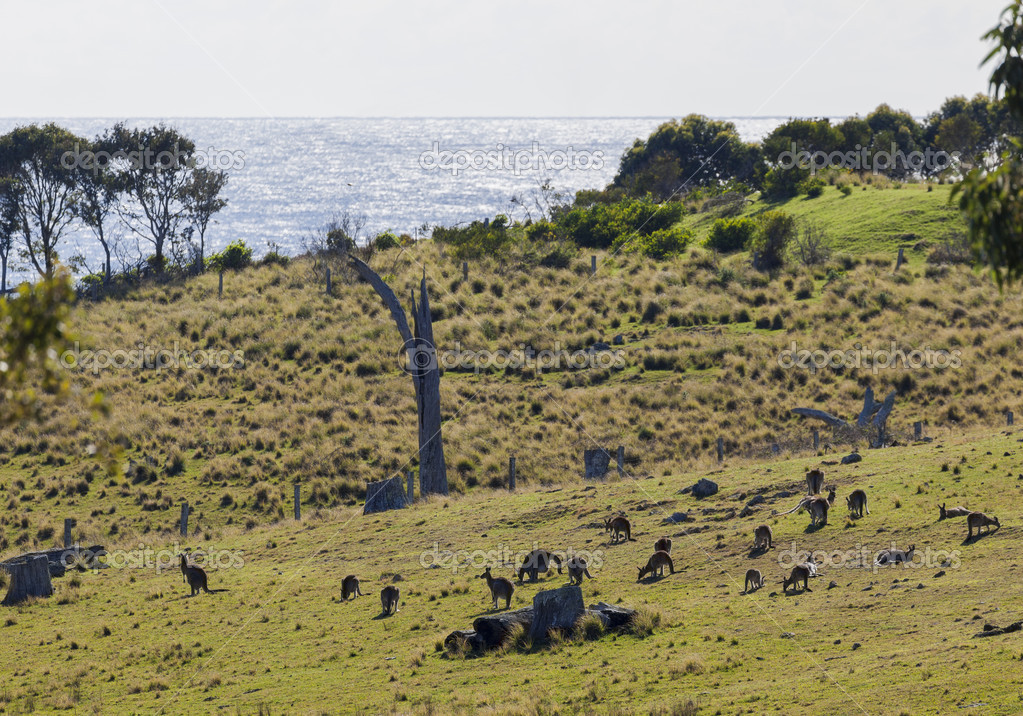 Kangaroos grazing. Bingie (near Morua) . NSW. Australia