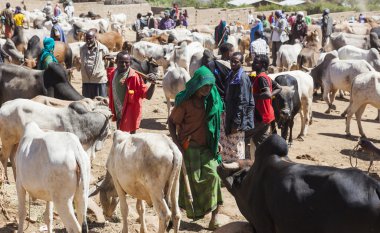 babile. Etiyopya - 23 Aralık 2013: brahman boğa, zebu ve diğer sığır boynuzu Afrika ülkelerinin en büyük hayvan pazarı birinde Satılık.