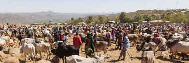 babile. Etiyopya - 23 Aralık 2013: brahman boğa, zebu ve diğer sığır boynuzu Afrika ülkelerinin en büyük hayvan pazarı birinde Satılık.