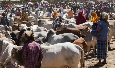 babile. Etiyopya - 23 Aralık 2013: brahman boğa, zebu ve diğer sığır boynuzu Afrika ülkelerinin en büyük hayvan pazarı birinde Satılık.