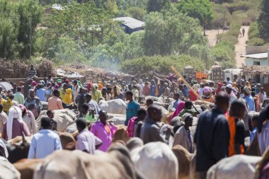 babile. Etiyopya - 23 Aralık 2013: brahman boğa, zebu ve diğer sığır boynuzu Afrika ülkelerinin en büyük hayvan pazarı birinde Satılık.