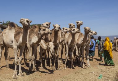 BABILE. ETHIOPEA - DECEMBER 23, 2013: Camels for sale at one of the largest livestock market in the horn of Africa countries. clipart