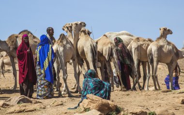 babile. ethiopea - 23 Aralık 2013: deve boynuzu Afrika ülkelerinin en büyük hayvan pazarı birinde Satılık.
