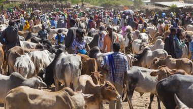 babile. Etiyopya - 23 Aralık 2013: brahman boğa, zebu ve diğer sığır boynuzu Afrika ülkelerinin en büyük hayvan pazarı birinde Satılık.