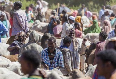 babile. Etiyopya - 23 Aralık 2013: brahman boğa, zebu ve diğer sığır boynuzu Afrika ülkelerinin en büyük hayvan pazarı birinde Satılık.