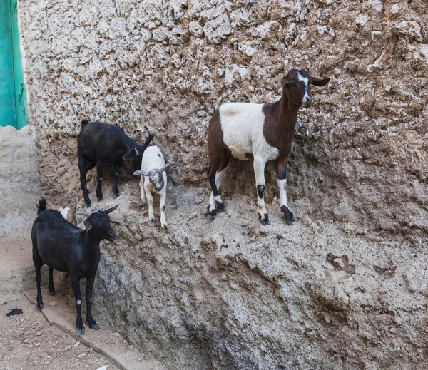 Les chèvres se tiennent sur le mur vertical de la maison dans l'ancienne ville de Jug — Photo