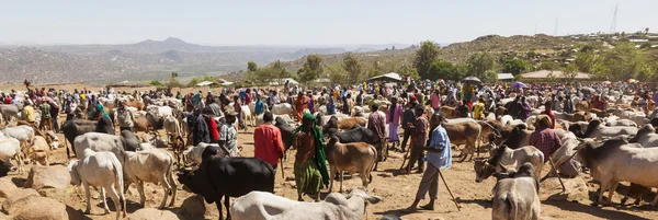 Babile. Αιθιοπία - 23 Δεκεμβρίου, 2013: ταύρο brahman, Ινδικός βούς και άλλα βοοειδή προς πώληση σε ένα από τη μεγαλύτερη αγορά ζωικού κεφαλαίου στο Κέρας της Αφρικής χώρες. — Φωτογραφία Αρχείου