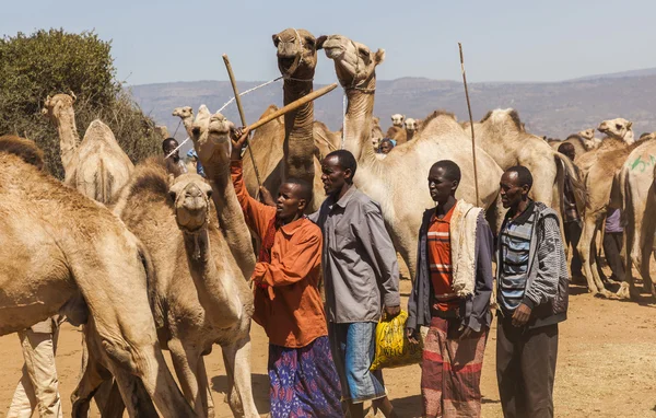 Babile. ethiopea - zm. 23 grudnia 2013: wielbłądy na sprzedaż w jednym z największych rynku zwierząt gospodarskich w rogu Afryki krajów. — Zdjęcie stockowe