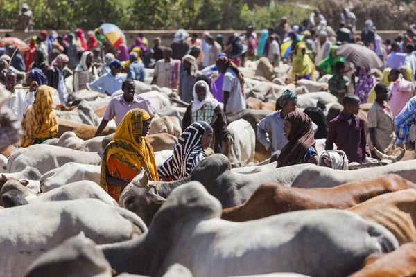 Babile. Etiopien - den 23 december, 2013: brahman bull, zebu och andra nötkreatur till salu på en av de största boskap marknaden i horn av Afrika länder. — Stockfoto