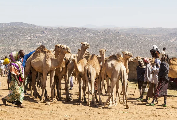 BABILE. ETIOPEA - 23 DICEMBRE 2013: Cammelli in vendita in uno dei più grandi mercati zootecnici del corno d'Africa . — Foto Stock