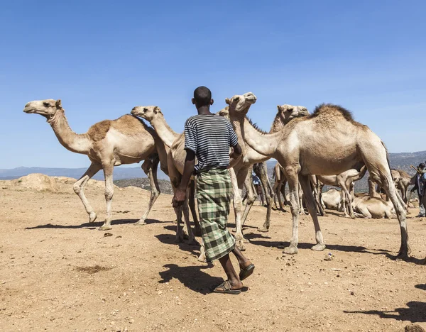 BABILE. ETIOPEA - 23 DE DICIEMBRE DE 2013: Camellos en venta en uno de los mercados ganaderos más grandes del cuerno de los países africanos . —  Fotos de Stock