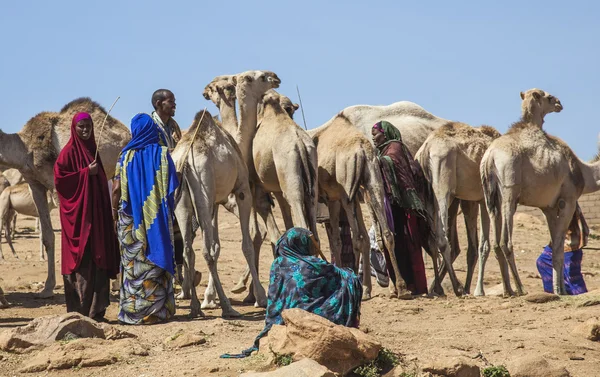巴比莱。ethiopea-2013 年 12 月 23 日： 骆驼售价为非洲之角国家最大的畜牧市场之一. — 图库照片