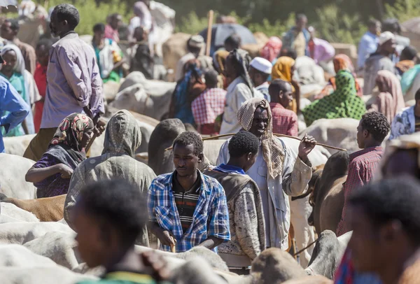 BABILE. ETHIOPIA - DECEMBER 23, 2013: Brahman bull, Zebu and other cattle for sale at one of the largest livestock market in the horn of Africa countries. — Stock Photo, Image