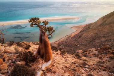 Kasım 2021 'de Socotra, Yemen' deki bir dağlık alanda çekilen şişe ağacı, parantez kullanarak işlenmiş.