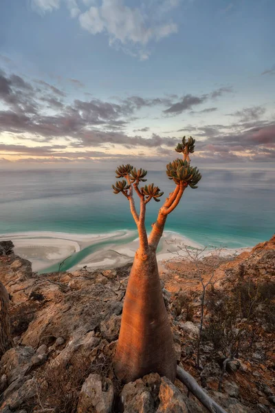 Árvore Garrafa Local Montanha Socotra Iêmen Tomada Novembro 2021 Pós — Fotografia de Stock