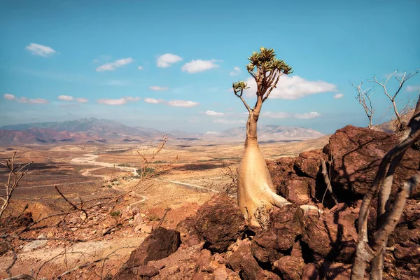 Yemen Socotra Nın Merkezindeki Şişe Ağacı Kasım 2021 Çekilmiş Pozlama — Stok fotoğraf