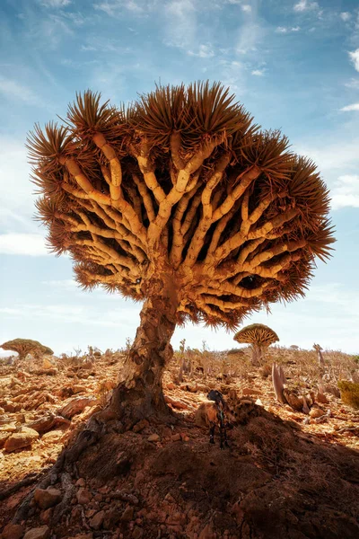 Dragon Blood Tree Плато Дикки Сокотре Йемен Сделан Ноябре 2021 — стоковое фото