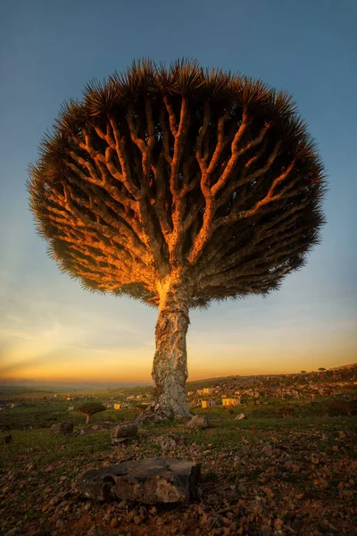 Drachenblutbaum Auf Dem Diksam Plateau Sokotra Jemen Aufgenommen November 2021 — Stockfoto