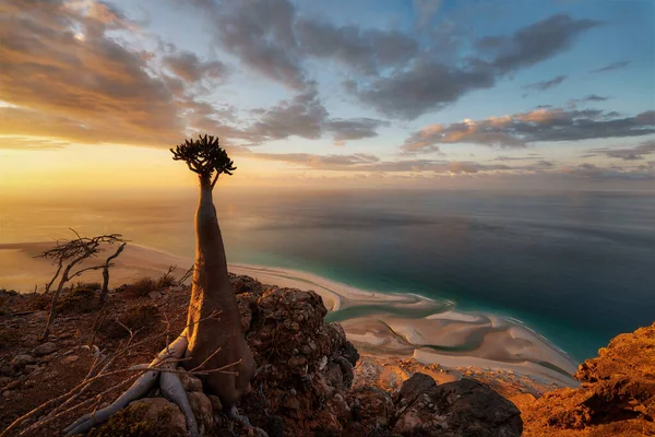 Kasım 2021 'de Socotra, Yemen' deki bir dağlık alanda çekilen şişe ağacı, parantez kullanarak işlenmiş.