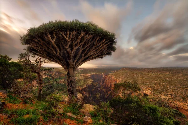 Smocze Drzewo Krwi Płaskowyżu Diksam Sokotrze Jemenie Pobrane Listopadzie 2021 — Zdjęcie stockowe