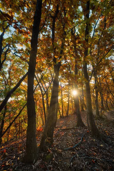 Korea Pine Tree Forest Sunrise Taken November 2021 Post Processed — Stock Photo, Image