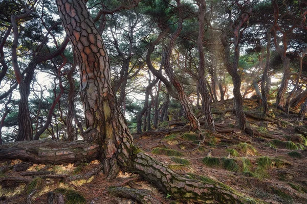 2021年11月拍摄的 晨光时期的韩国松树林 后处理时使用了曝光衬托 — 图库照片