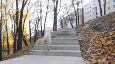 Golden Retriever sonbahar parkında yürüyor. Köpeği gezdiriyorum.