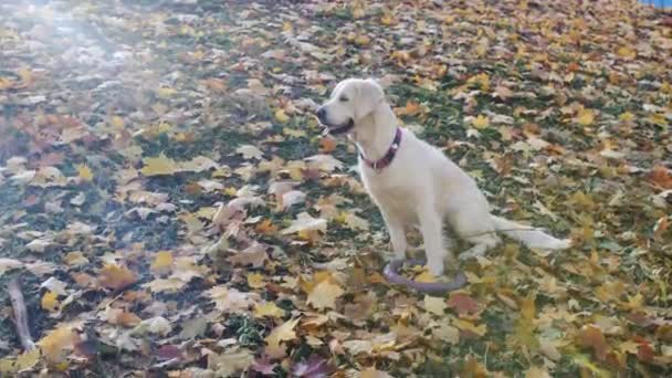 Yeşil Çimenlikteki Sadık Golden Retriever Dog. Birinci Kalite Köpek Yetiştirme Şeceresi Zekasını, Sevimliliğini ve Soylu Güzelliğini Gösteriyor. — Stok video