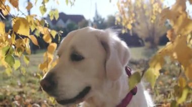 Doğanın arka planında sevimli Golden Retriever