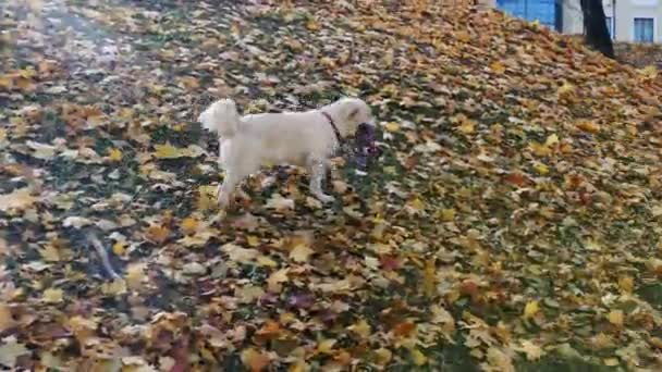 Golden retriever sétál az őszi parkban. Kutyasétáltatás — Stock videók