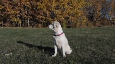 Sonbaharda sokak köpeği Golden Retriever. Ağaçlardaki sarı yapraklar