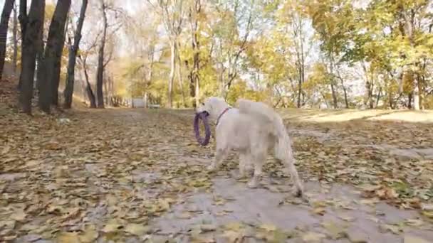 Πιστός σκύλος του Γκόλντεν Ριτρίβερ σε πράσινο γρασίδι. Κορυφαία ποιότητα σκύλου Φυλή γενεαλογικό δείγμα Δείχνει εξυπνάδα, γλυκύτητα, και ευγενή ομορφιά του. — Αρχείο Βίντεο