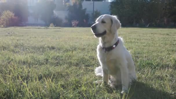 Adorable Golden Retriever on the background of nature — Stock Video