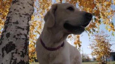 Sonbaharda sokak köpeği Golden Retriever. Ağaçlardaki sarı yapraklar