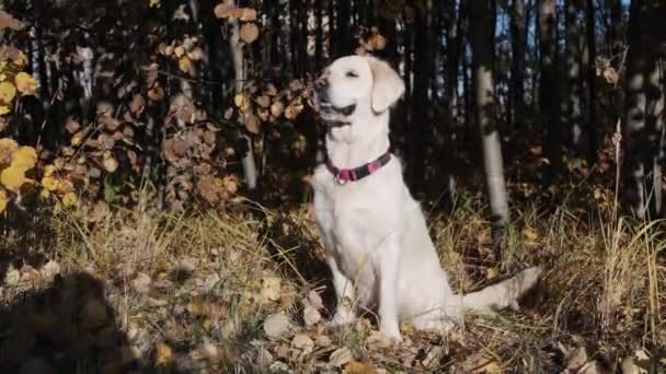 Leal Golden Retriever Dog on a Green Lawn. Especimen de pedigrí de raza de perro de alta calidad muestra su inteligencia, belleza y belleza noble. — Vídeos de Stock