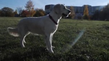 Sonbaharda parktaki köpek golden retriever. Ağaçlardaki sarı yapraklar
