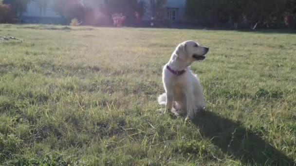 Adorable Golden Retriever on the background of nature — Stock Video