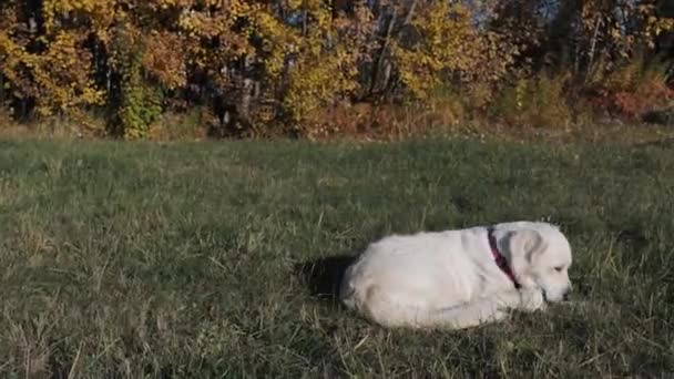 Hond golden retriever op straat in de herfst. Gele bladeren aan bomen — Stockvideo