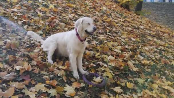 Treuer Golden Retriever Hund auf grünem Rasen. Hochwertige Hunderasse Pedigree Exemplar zeigt seine Intelligenz, Niedlichkeit und edle Schönheit. — Stockvideo