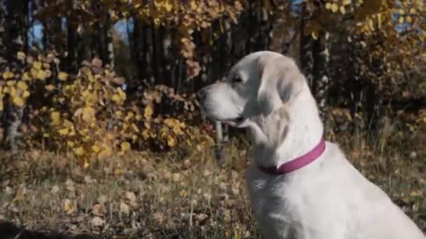 Trouwe Golden Retriever Dog op een groen gazon. Top kwaliteit hond ras stamboom specimen toont zijn slimheid, Schattigheid, en Noble Beauty. — Stockvideo
