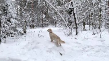 golden retriever dog walks through the snowy forest