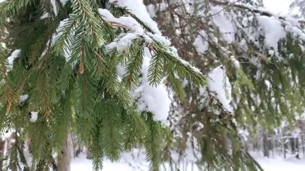 Winter forest. Spruce branches in the snow close-up — Vídeos de Stock
