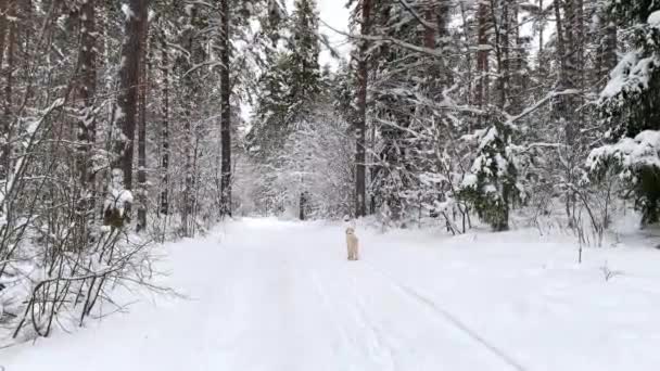 Golden retriever dog walks through the snowy forest — Stockvideo