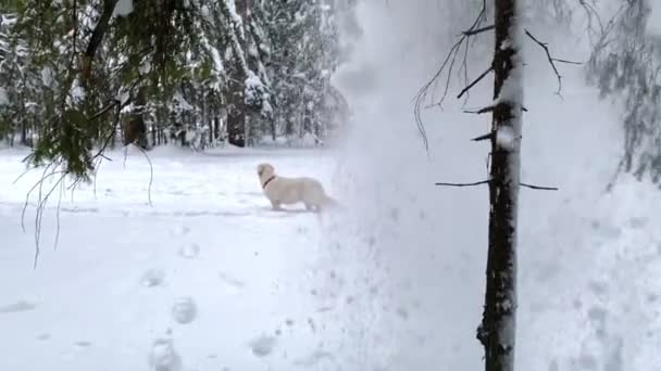 Golden retriever dog walks through the snowy forest — Stok video