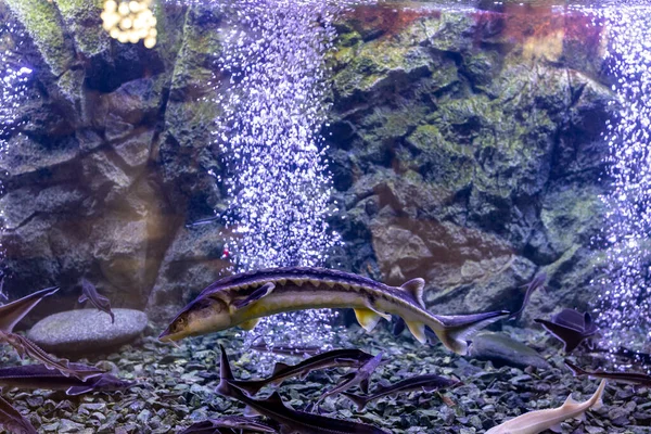 Poissons d'esturgeon dans l'aquarium. Esturgeon blanc — Photo