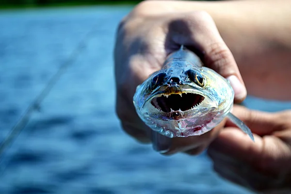 물고기 walleye — 스톡 사진